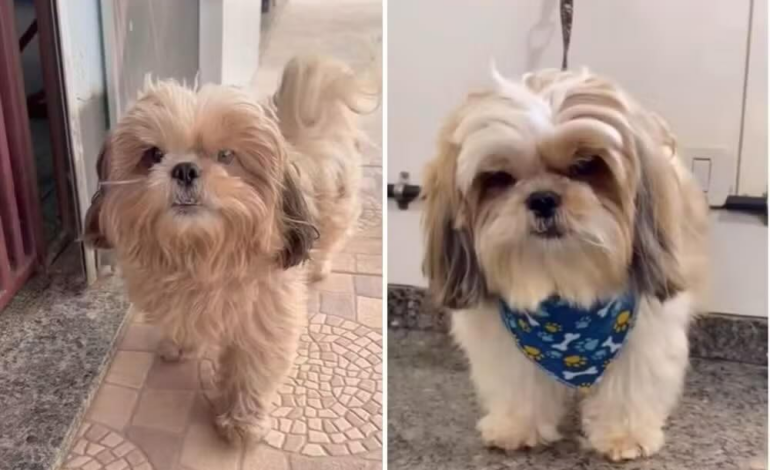 Cachorro foge de casa e vai a pet shop sozinho para tomar banho;