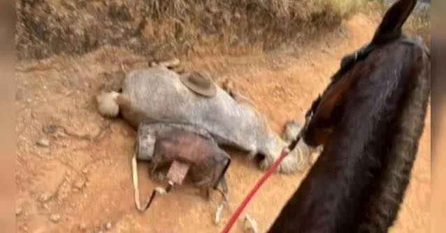  “Estava embriagado”, confessa homem que cortou as patas de um cavalo durante cavalgada em Bananal (SP).